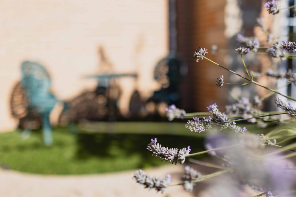 Garden view with lavender bush 