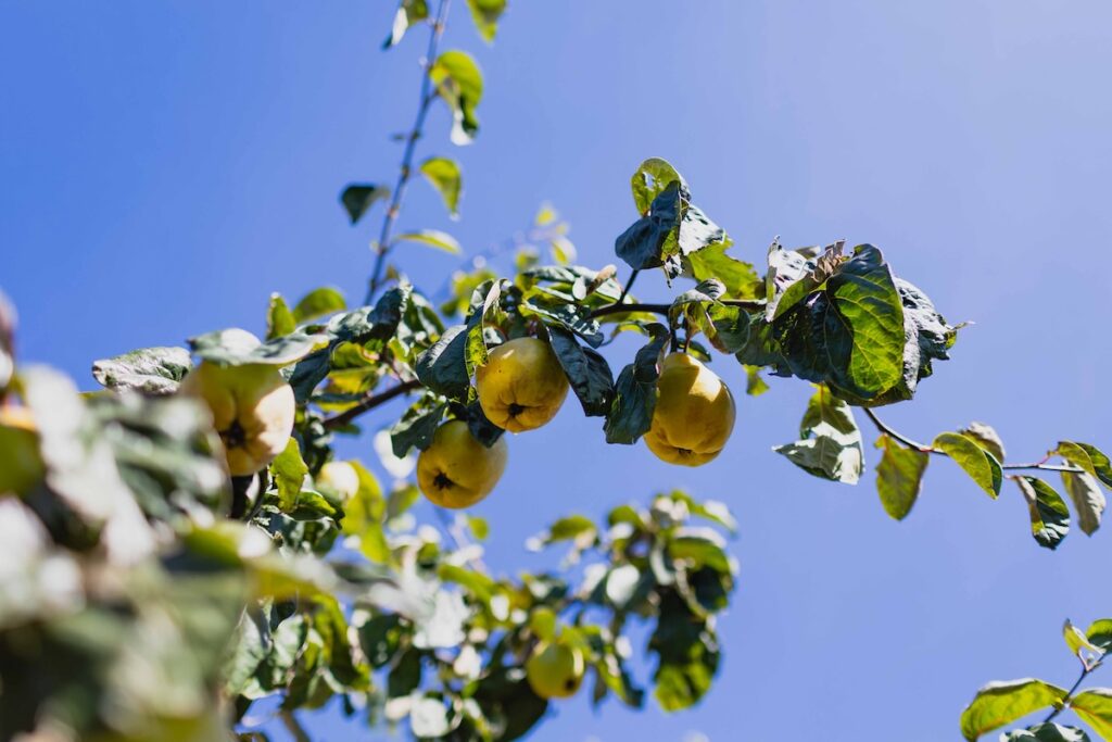 Branch of a pear tree